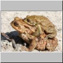 Bufo bufo - Erdkroete 12d Niedringhaussee.jpg